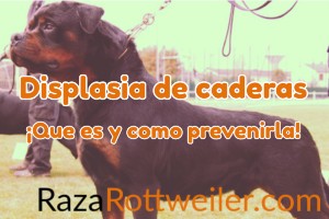 Displasia de cadera en el Rottweiler