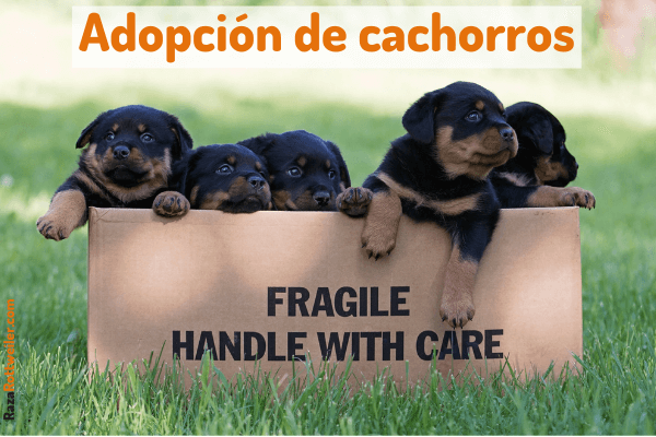 Cachorros Rottweiler en adopción