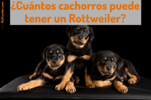 Cuántos cachorros puede tener un rottweiler
