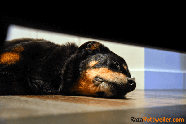 Rottweiler dormir ojos entreabiertos
