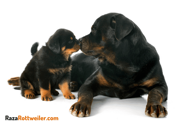 Embarazo del Rottweiler y parto